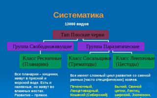 Presentation"плоские черви" Мухи не способствуют распространению и заражению