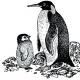 Interesting facts about penguins