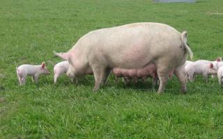 Pig breeding business plan: enterprise profitability