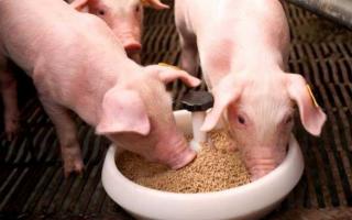 Everything you need to know about pig feed