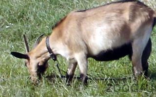 Коза домашняя Парнокопытное животное козел