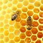 Dove e come vendere il miele: caratteristiche e consigli pratici Quali attrezzature scegliere per un punto vendita di miele