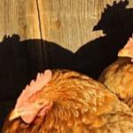 How long do laying hens and roosters live?