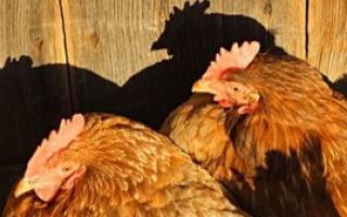 How long do laying hens and roosters live?