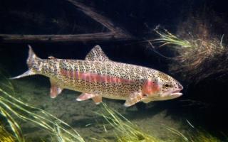 Trout farming: making money by selling fish
