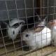 How to open a rabbit farm and start making money Farm for breeding rabbits for meat