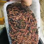 Kalifornische Würmer zu Hause züchten Wie sich Kalifornische Würmer vermehren