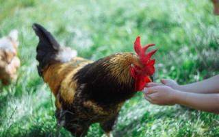 Crumbs or grain: why does the chicken peck at the grain?