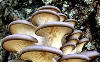 Attività di coltivazione di funghi cardoncelli