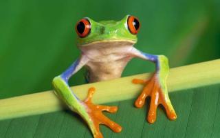 Two inspiring parables about frogs The frog who floundered and churned the butter