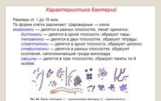 Presentation"Прокариоты" презентация урока для интерактивной доски по биологии (10 класс) на тему