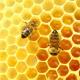 Dove e come vendere il miele: caratteristiche e consigli pratici Quali attrezzature scegliere per un punto vendita di miele