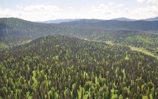 Lesson-presentation of projects “Altai Territory - the region of protected areas Altai State Nature Reserve presentation