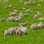 Hodowla owiec i baranów w domu