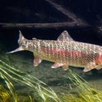 Trout farming: making money by selling fish