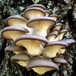 Attività di coltivazione di funghi cardoncelli