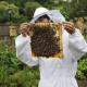 So züchten Sie Bienen zu Hause: Empfehlungen für unerfahrene Imker Bienen zu Hause