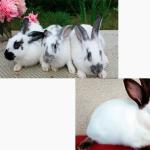 Business from scratch for raising rabbits