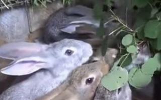 Kaninchenzucht in Gruben Kaninchenzucht in Gruben