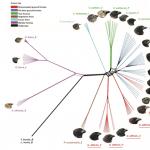 Darwin's finches diversity is declining due to interspecific hybridization