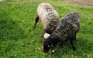 Breeding sheep for meat as a profitable business Growing sheep for meat as a business