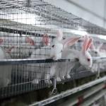 Gotowy biznesplan na organizację fermy królików - perspektywy rynkowe i analiza konkurencji, plan marketingowy, czynniki ryzyka Hodowla królików na mięso w gospodarstwie