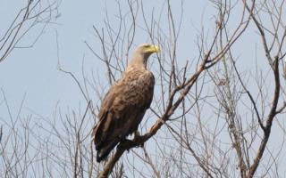 White-tailed eagle - a description of the bird where the white-tailed eagle lives