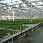 Greenhouse business plan