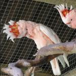 Różowa kakadu galowa.  Z sawanny do miasta