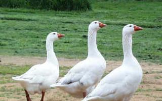 Breeding geese at home - the main steps in building a successful business Breeding geese at home