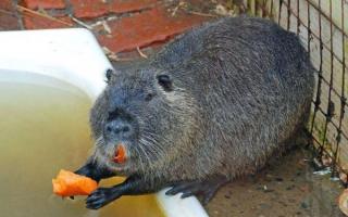 Nutria breeding business at home How much can you earn on nutria breeding