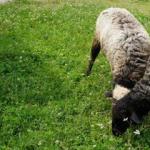 Hodowla owiec na mięso jako dochodowy biznes Hodowla owiec na mięso jako biznes