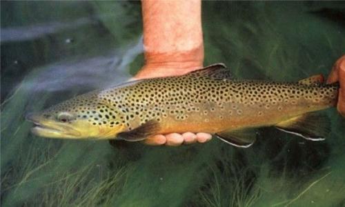 Business idea: trout farming