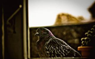 Eine verwundete Taube ist ein Zeichen.  Die Taube berührte den Flügel.  Die Taube saß auf der Fensterbank - wofür ist sie?