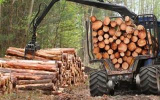 The current state and prospects for the development of forestry, timber, woodworking and pulp and paper industries Problems of the forestry industry