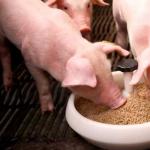 Wszystko, co musisz wiedzieć o paszach dla świń
