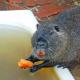 Nutria breeding business at home How much can you earn on nutria breeding