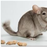 How to Start a Chinchilla Breeding Business Chinchilla Meat is Eaten