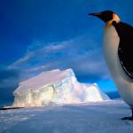 Der Kaiserpinguin ist der größte Pinguin