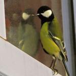 The tit flew into the house through a window or balcony: what will it lead to
